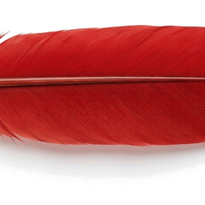 Hermès et Thot : La plume rouge
